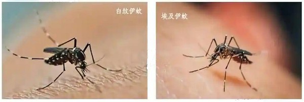 埃及伊蚊与白纹伊蚊.jpg
